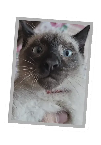 Unturned Poster barricade icon