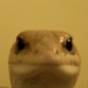 Server Icon
