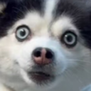 Server Icon